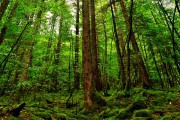 World短道速滑科研合作（英文报导）：多中心联合研究启动，短道速滑协会